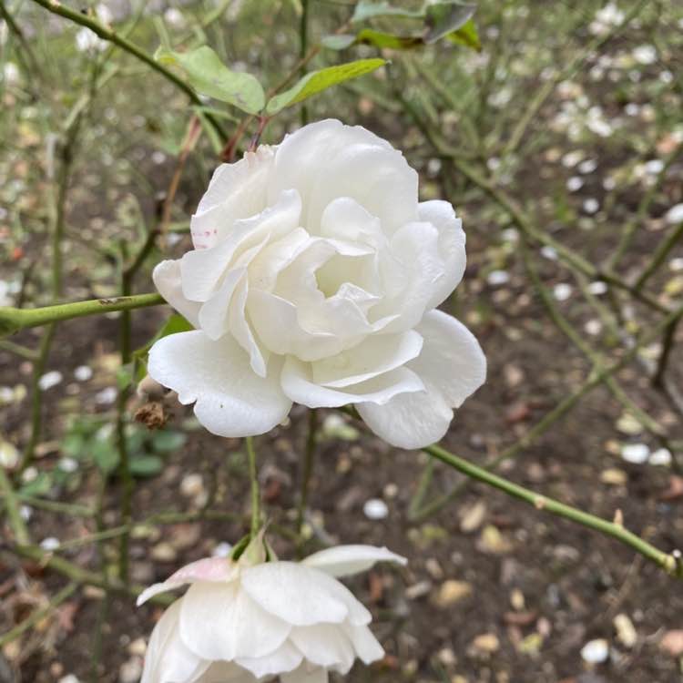 🛸✨Акулина ✨🇷🇺 post 3