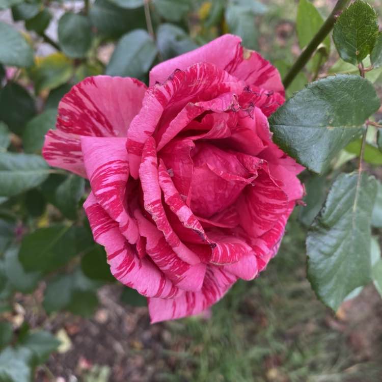 🛸✨Акулина ✨🇷🇺 post 2