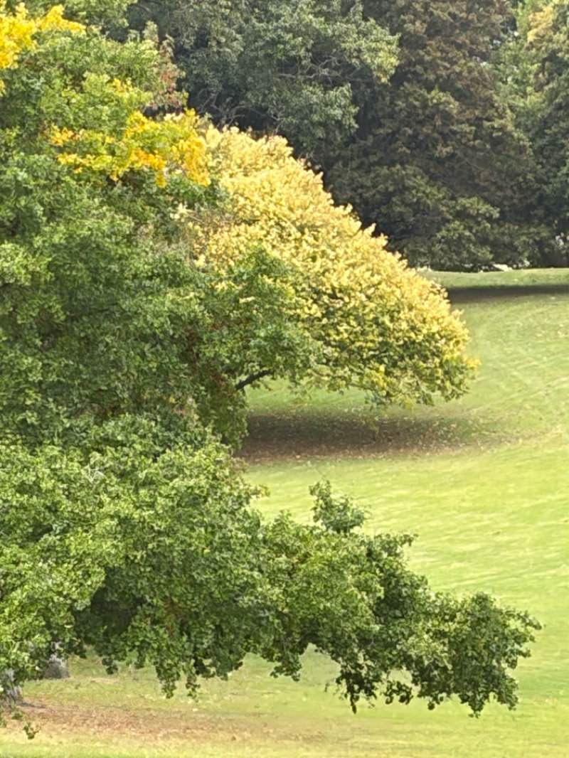walking near me in Auckland Domain in autumn