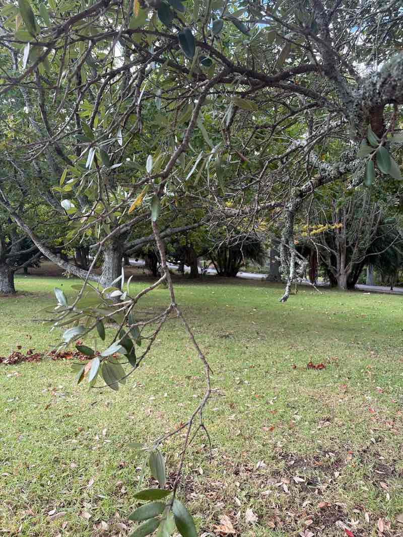 walking near me in Auckland Domain in autumn