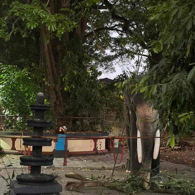 Calicut Pacers Vimod post image