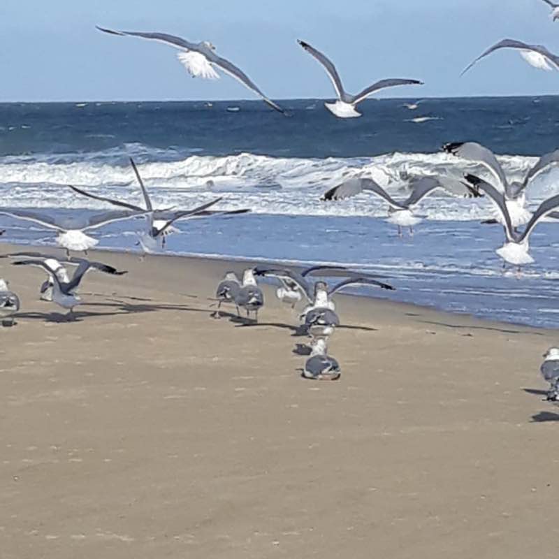 Ganvir-Kale-Bag-Guj-Tickle-Kadam Ravi post image