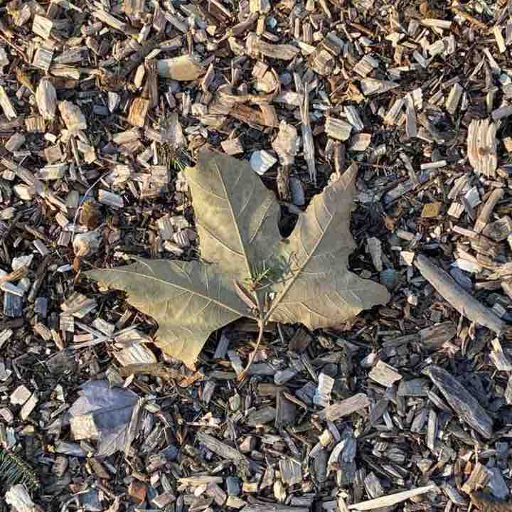 GreenBay-Naturally sesko1961 post image