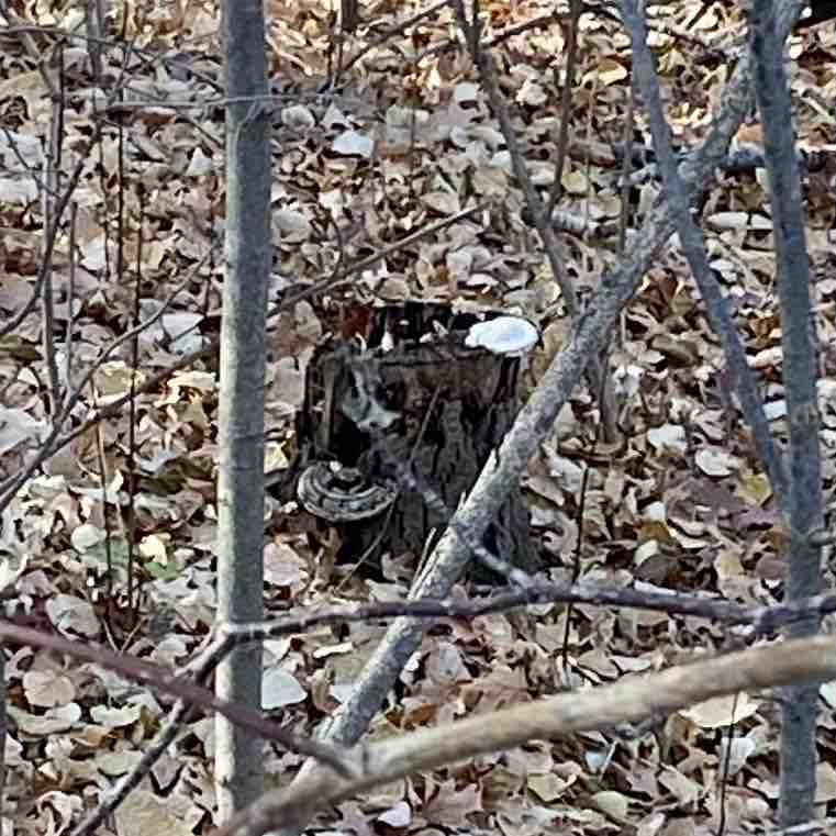 GreenBay-Naturally sesko1961 post image