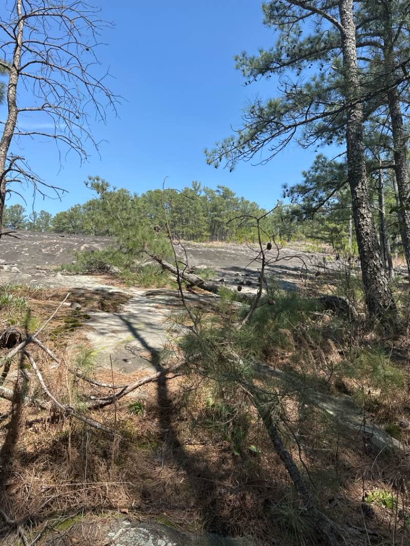 walking near me in Yellow Daisy in spring