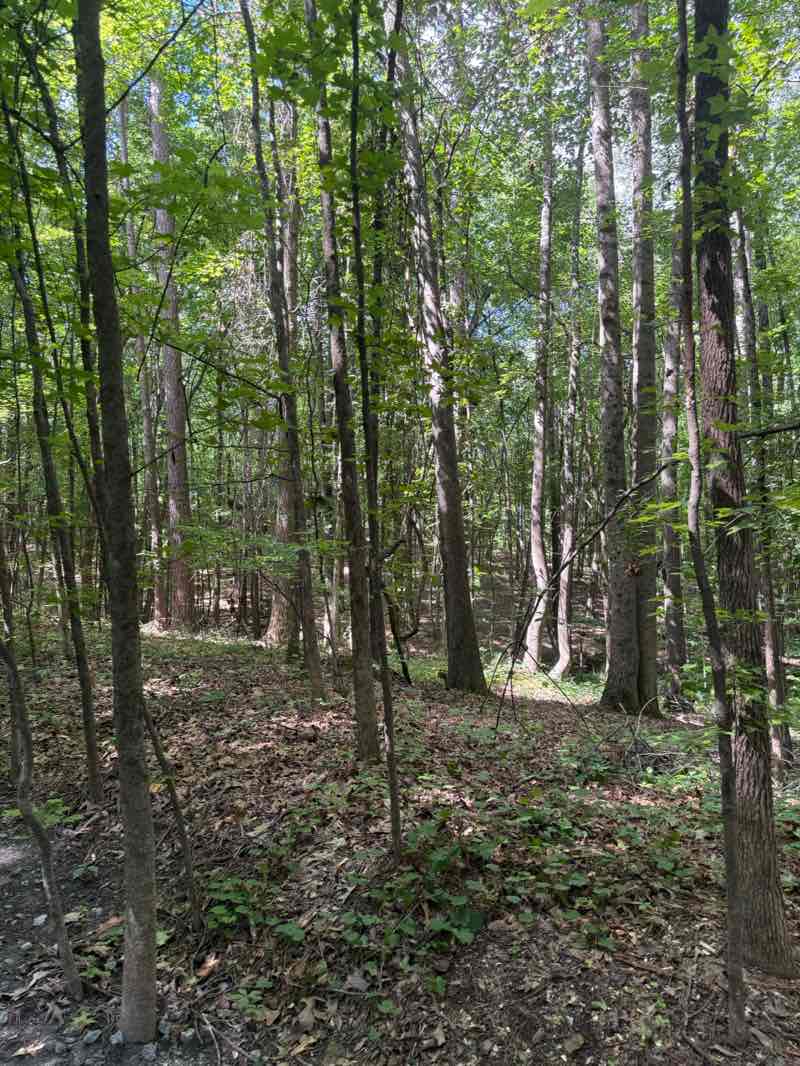 walking near me in Webb Bridge Park in summer