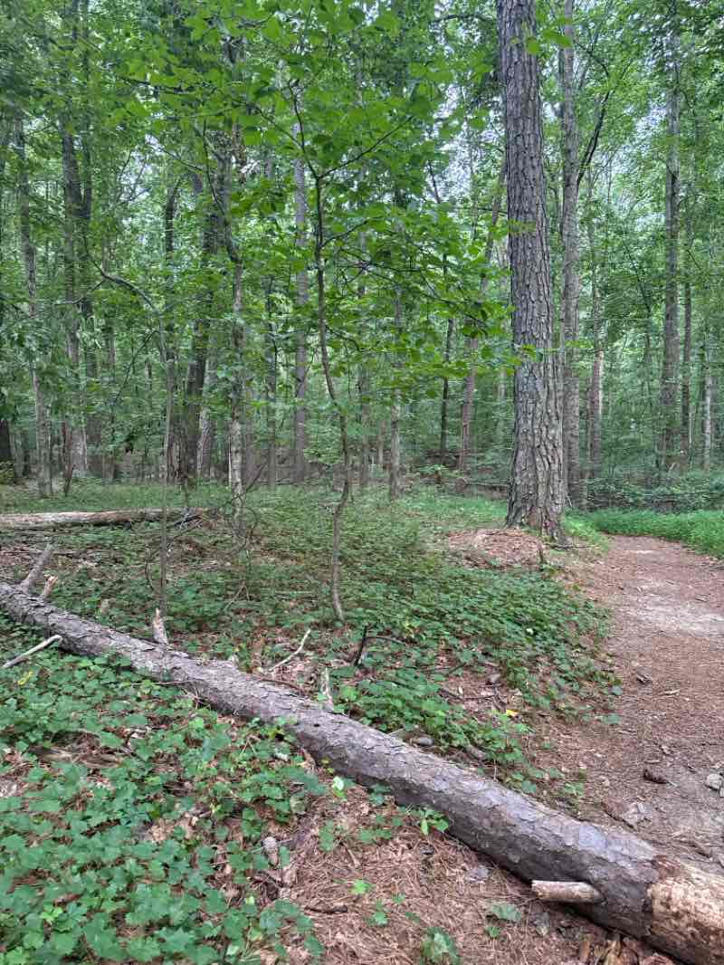 walking near me in Haw Creek Park in summer