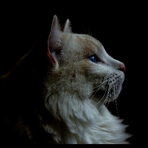 Гордей Хрипунов profile