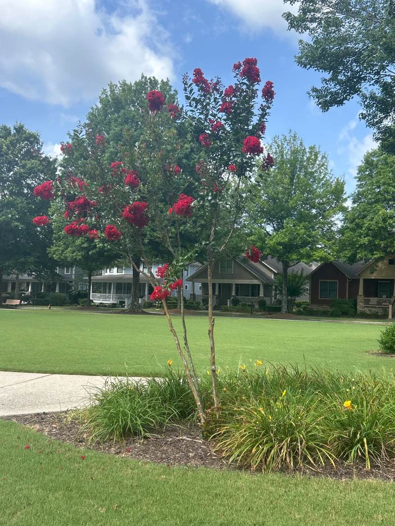 walking near me in Founders' Park in summer