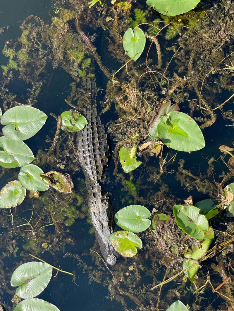 walking near me in Arthur R. Marshall Loxahatchee National Wildlife Refuge in winter