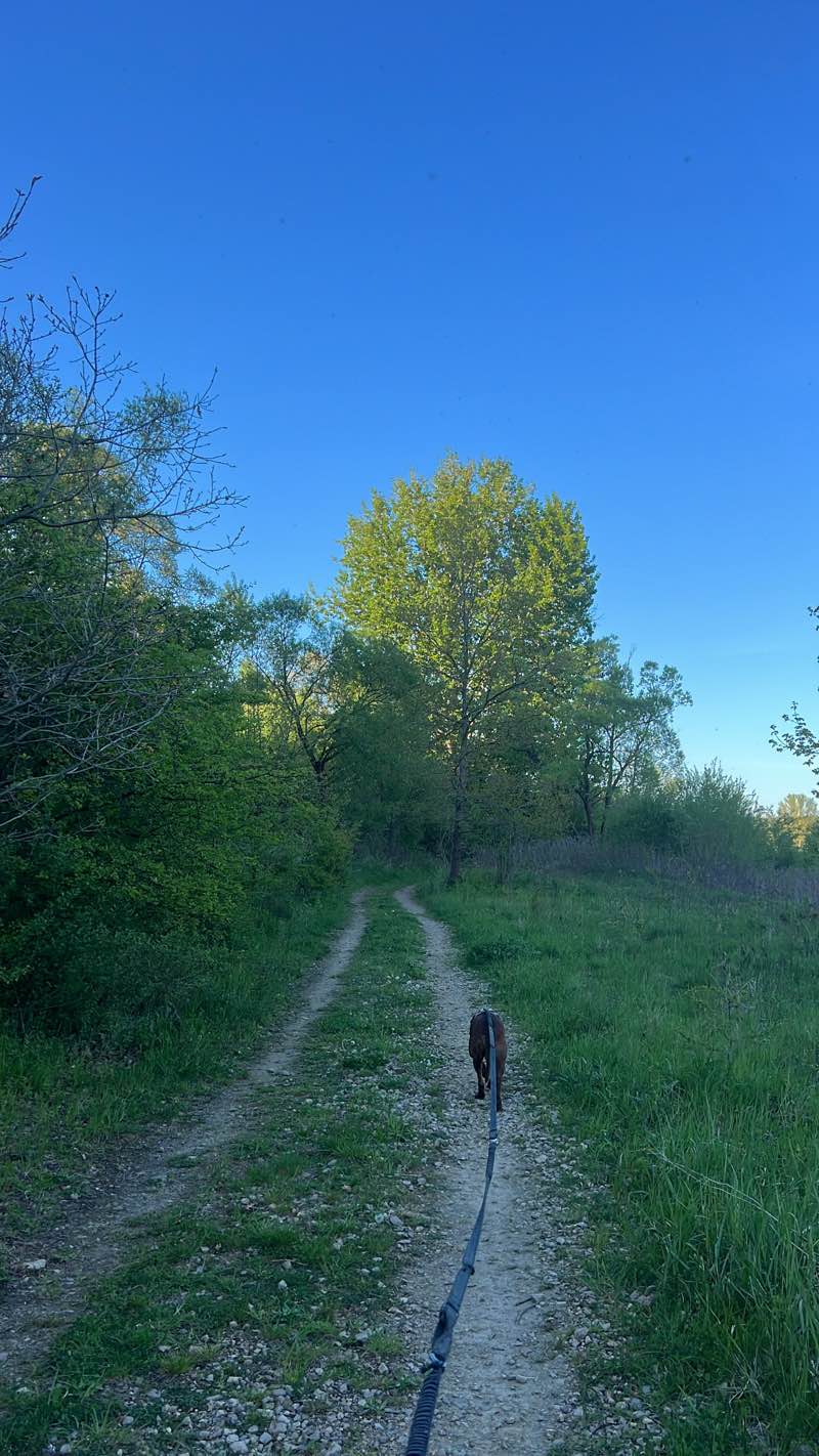 walking near me in Dobczycki Park Miejski in spring