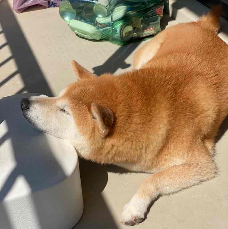 福岡、よかとこ隊（たい） マコ post image