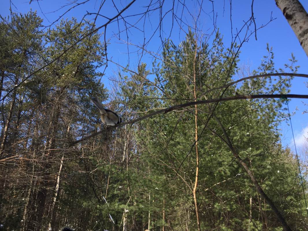 walking near me in Boisé Châteaudun in winter