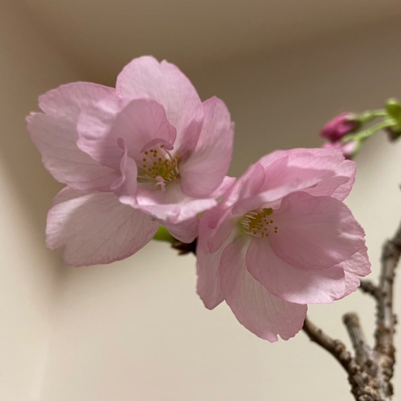 Jiro Okutsu