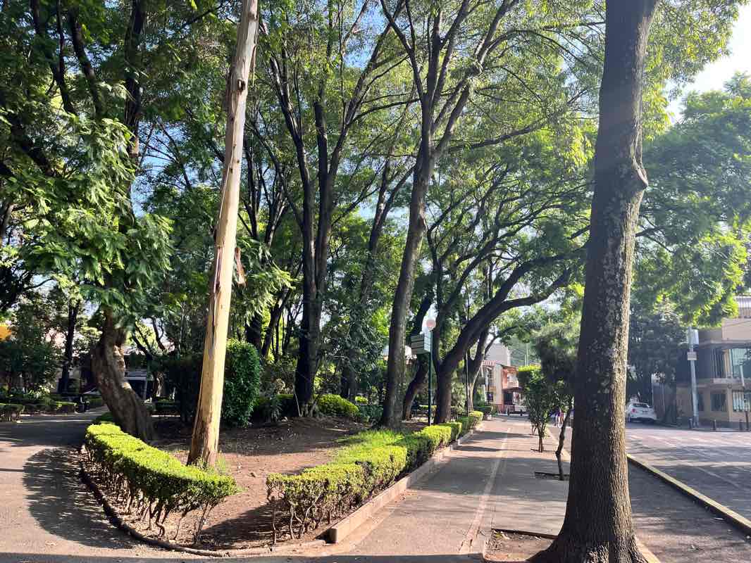 walking near me in Plaza Benito Juárez in winter