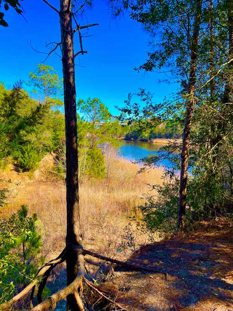 walking near me in Carolina Forest Bike Run Park in winter