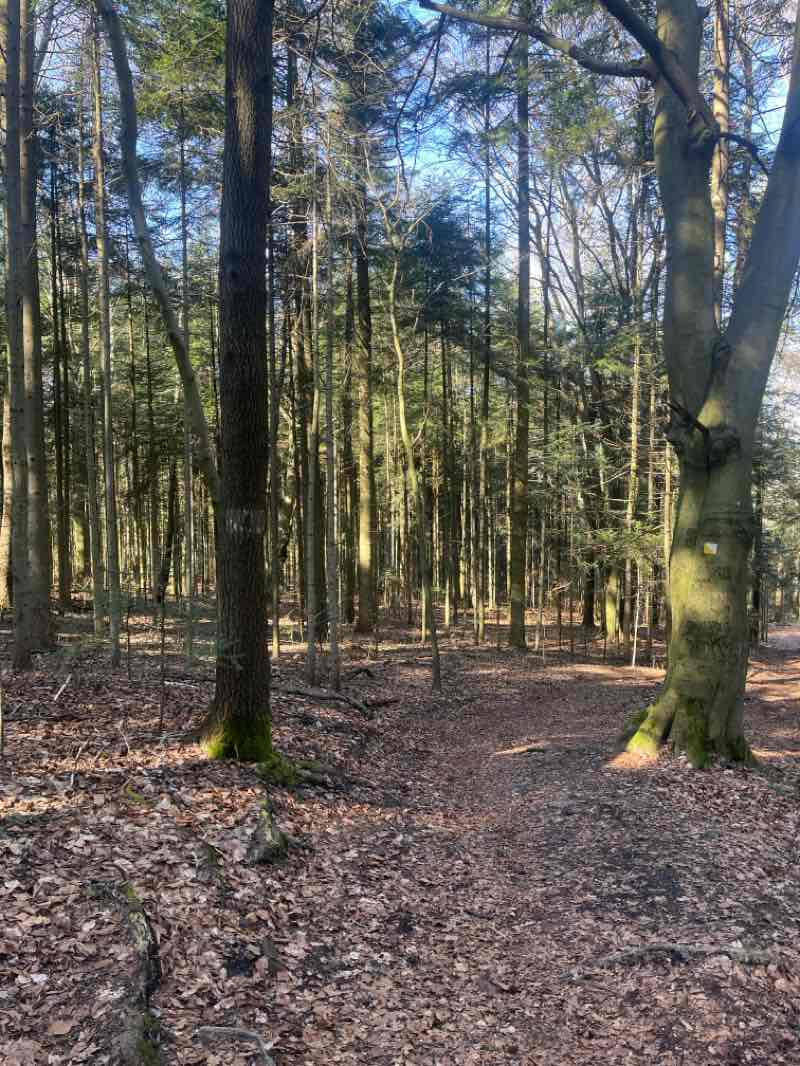 walking near me in Stadion Leśny in spring