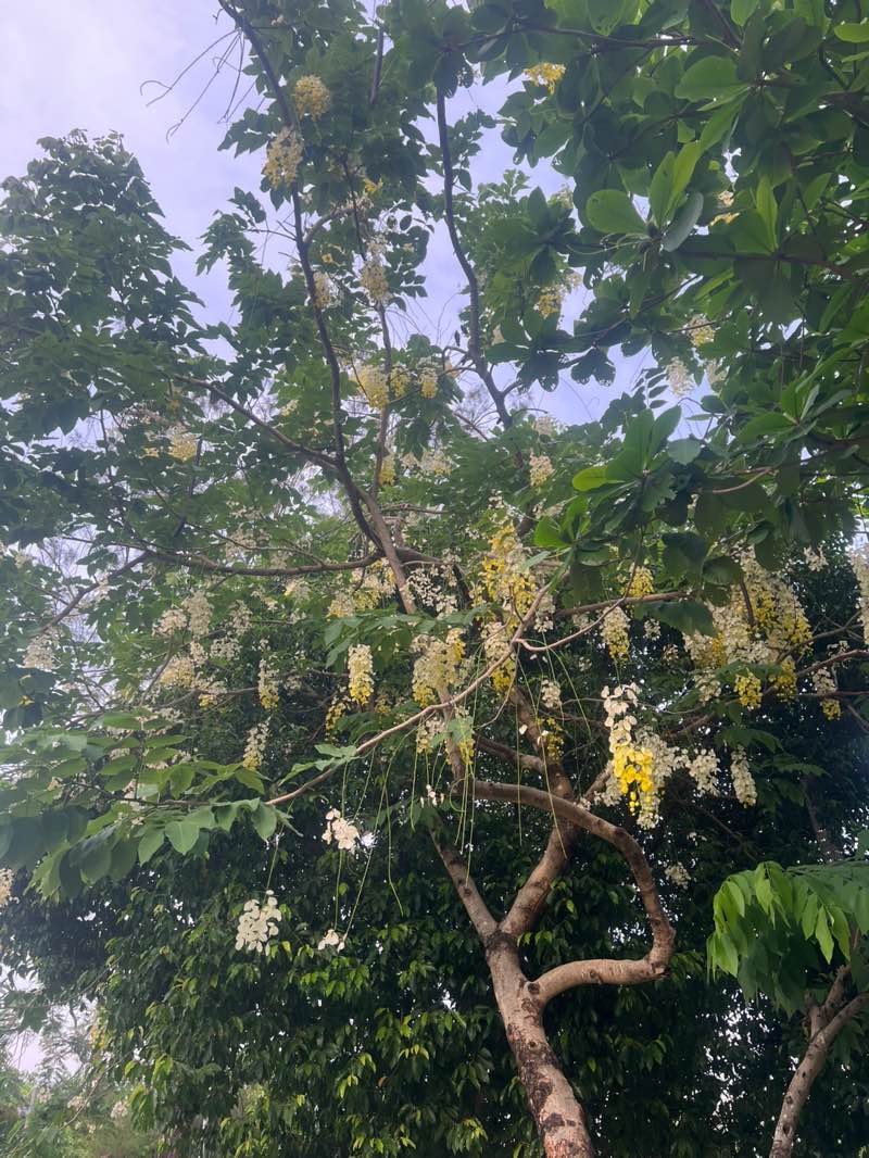 walking near me in Thukhawaddy Park in spring