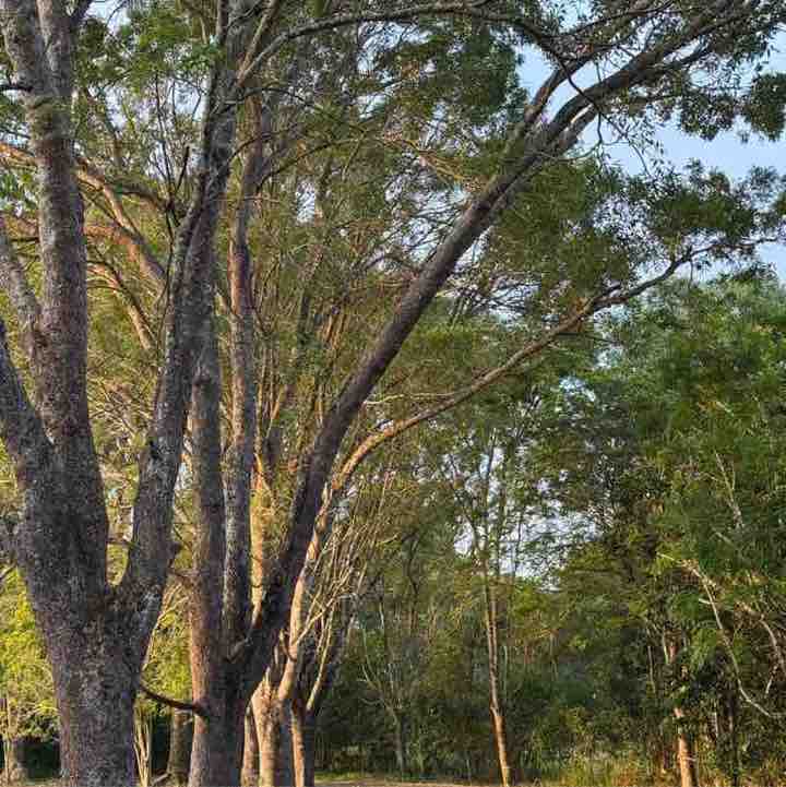 PacerGal_1992 post 1