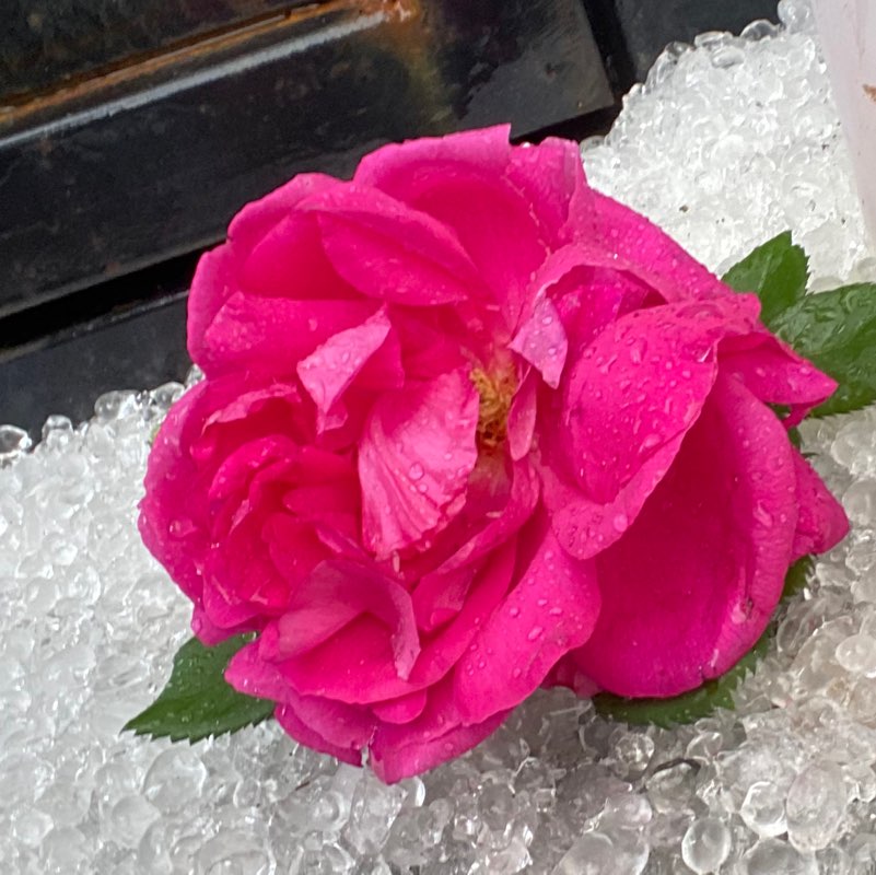 منيره غرم الله احمد الزهراني