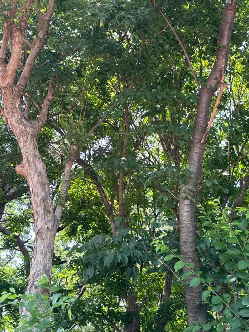 walking near me in 을숙도 공원 in summer