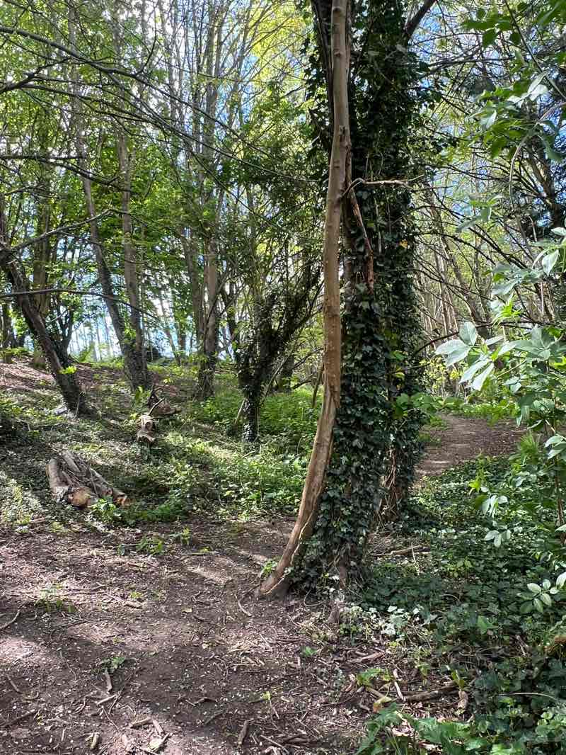 walking near me in Hatch Warren Park in spring