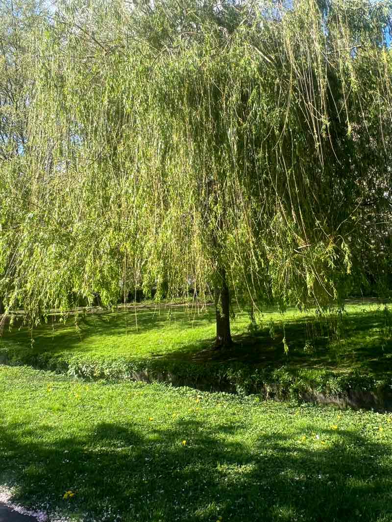 walking near me in Eastrop Park in spring