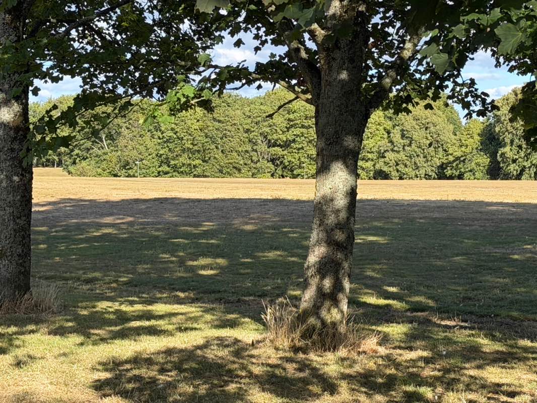 walking near me in Stratton Park in summer