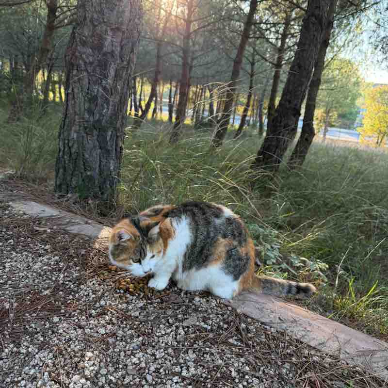 Diyetisyenimle Yürüyorum 🤗 Uzm.Dyt.Elif Bilgin Baş post image