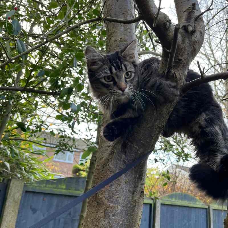 Magic Tabby post 3