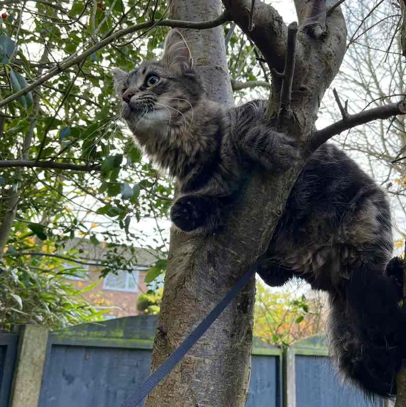 Magic Tabby post 2