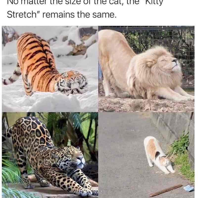 Magic Tabby post 3