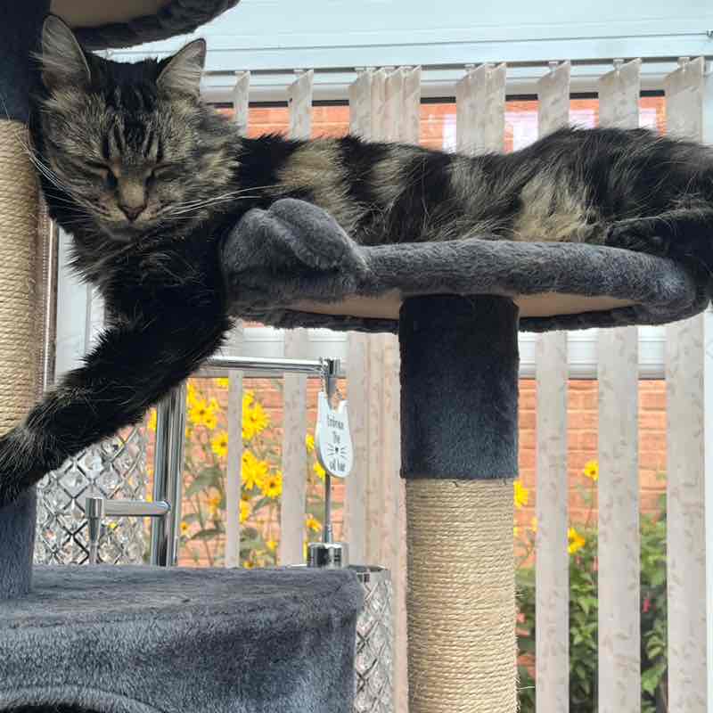 Cats ππββ¬ & Coffee βοΈ βοΈ Magic Tabby post image