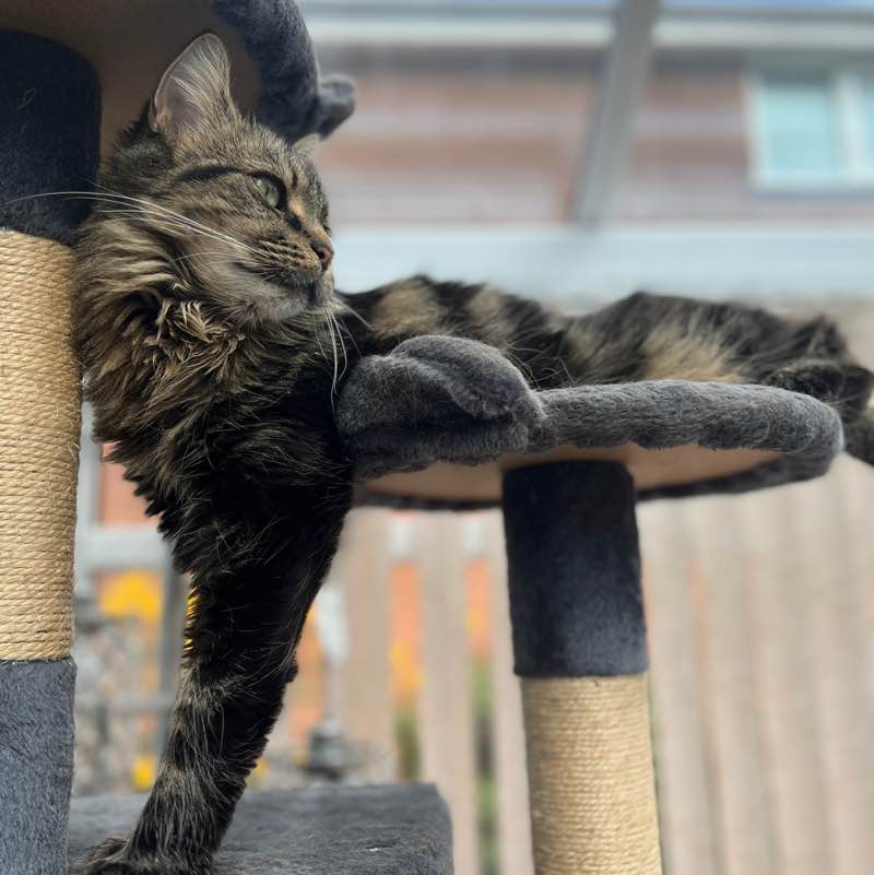 Cats ππββ¬ & Coffee βοΈ βοΈ Magic Tabby post image