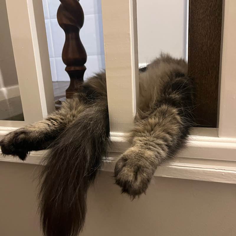 Cats ππββ¬ & Coffee βοΈ βοΈ Magic Tabby post image