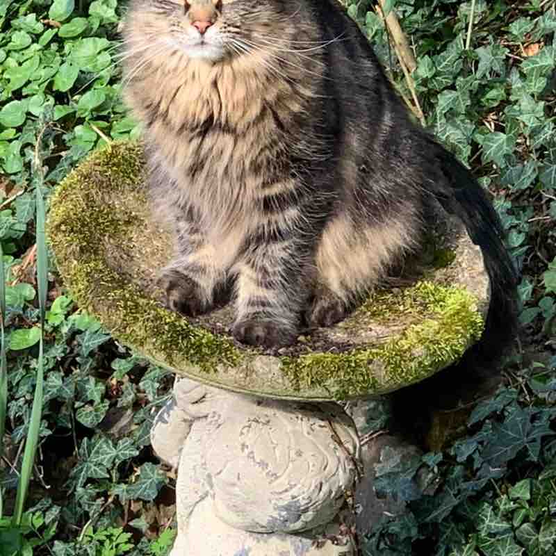 Cats ππββ¬ & Coffee βοΈ βοΈ Magic Tabby post image