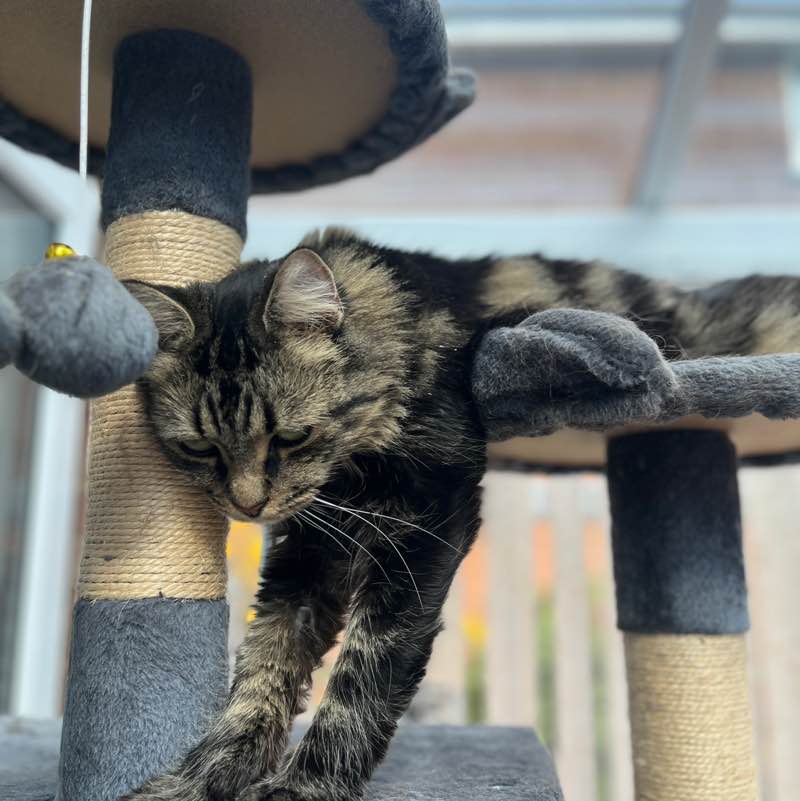 Cats ππββ¬ & Coffee βοΈ βοΈ Magic Tabby post image