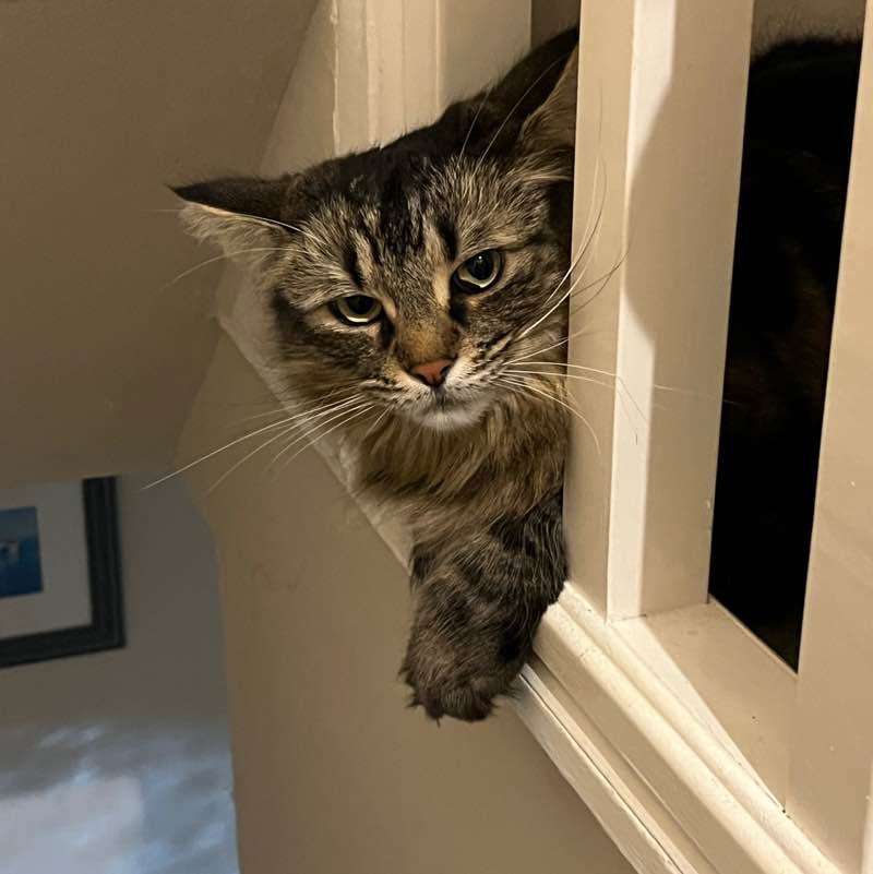 Leicester Shire & Rutland Pacers Magic Tabby post image