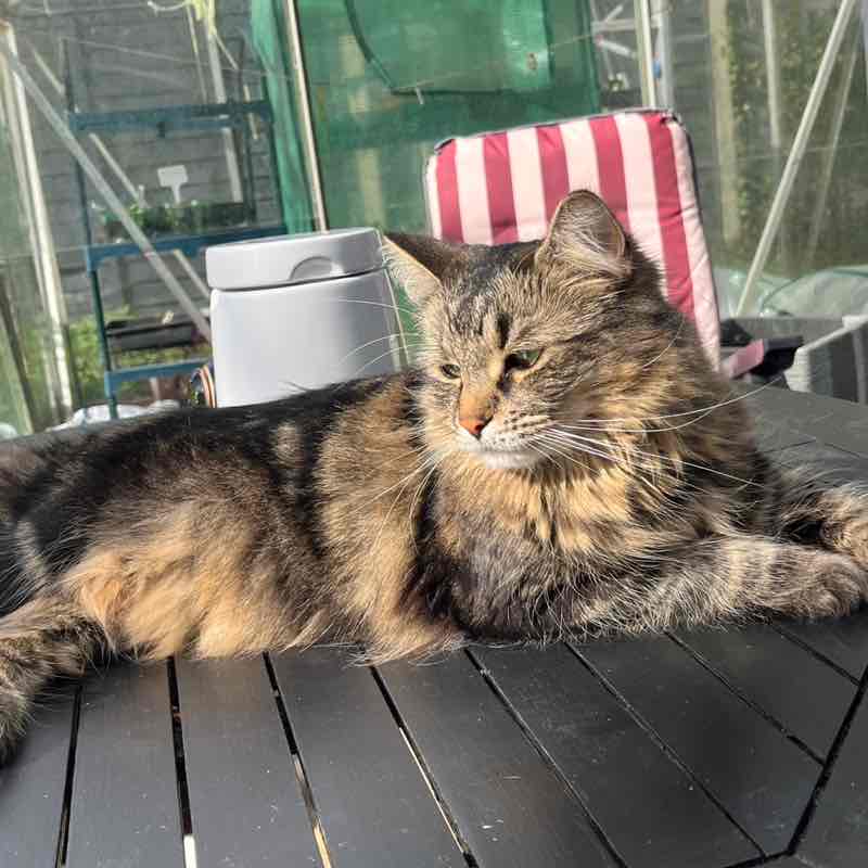 Magic Tabby post 3