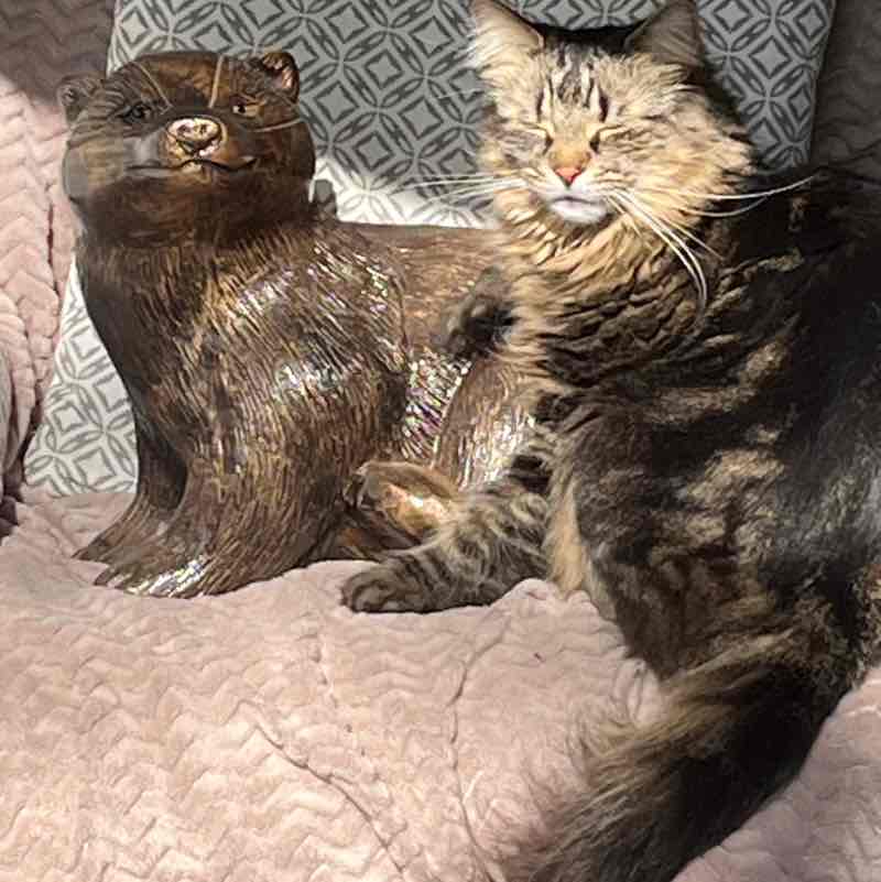 Magic Tabby post 1