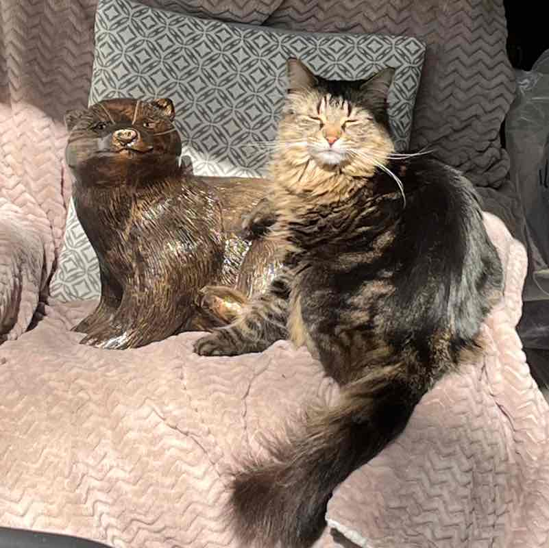 Magic Tabby post 2