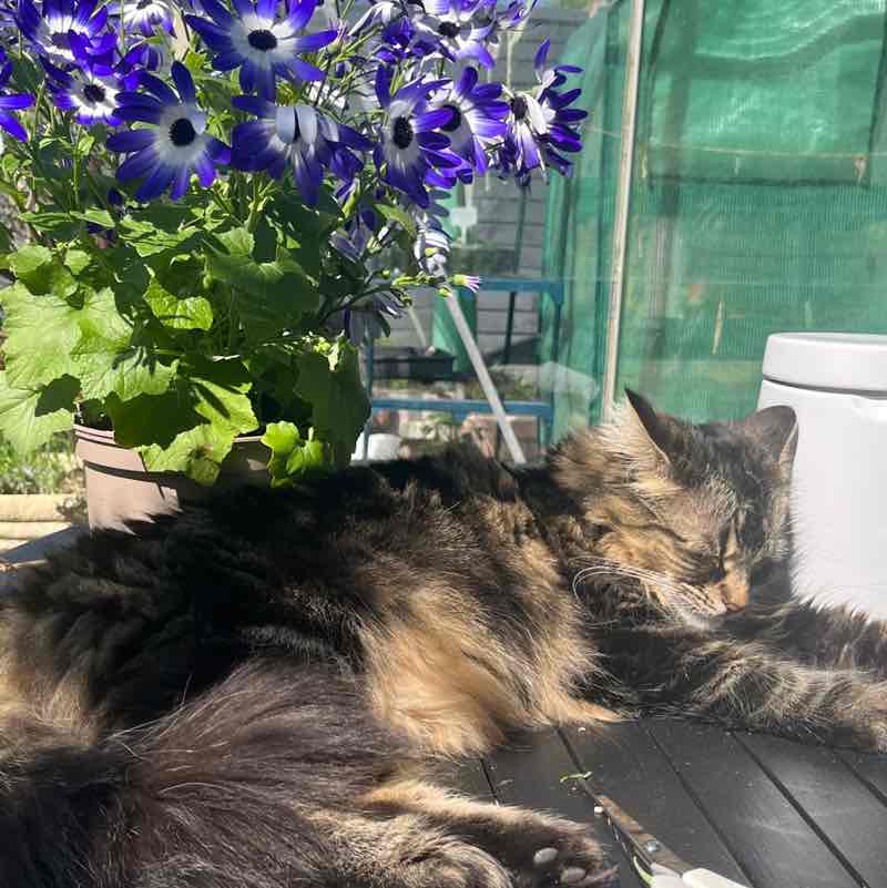 Magic Tabby post 1