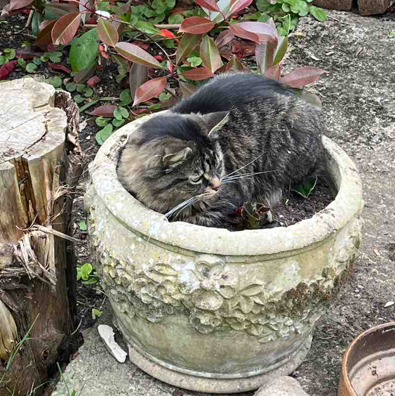 Magic Tabby post 2