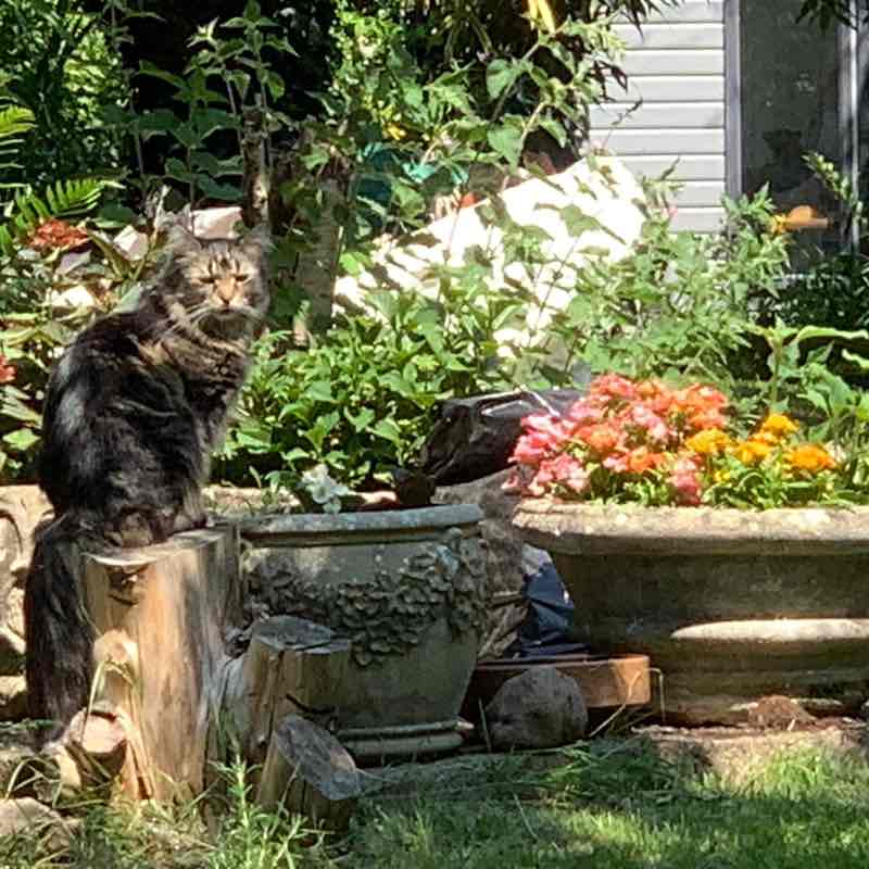 Cats 🐈🐈‍⬛ & Coffee ☕️ ☕️ Magic Tabby post image