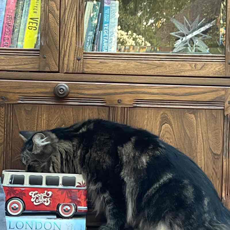 Magic Tabby post 1