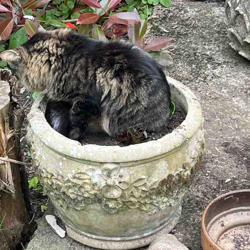 Magic Tabby post 3