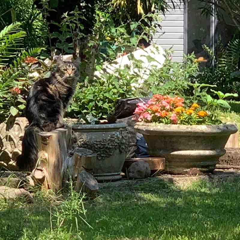 Cats 🐈🐈‍⬛ & Coffee ☕️ ☕️ Magic Tabby post image