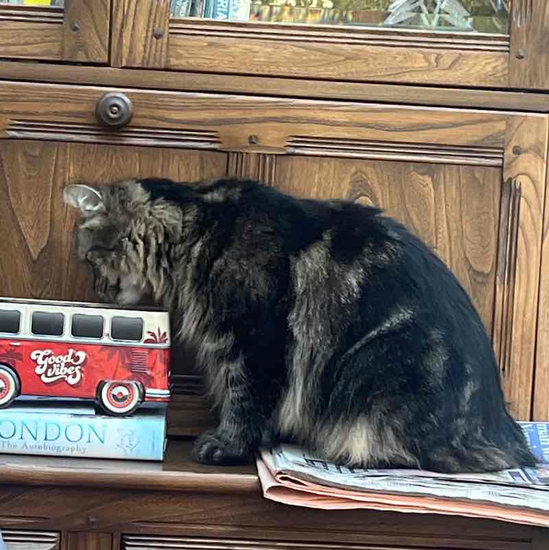 Magic Tabby post 2