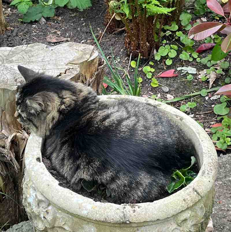 Magic Tabby post 1