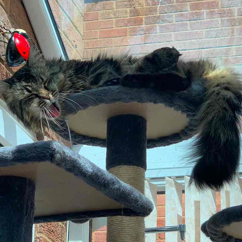 Magic Tabby post 3